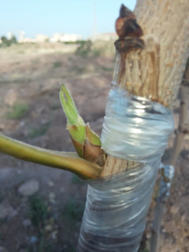 نهال پسته پیوندی (رقم اکبری)