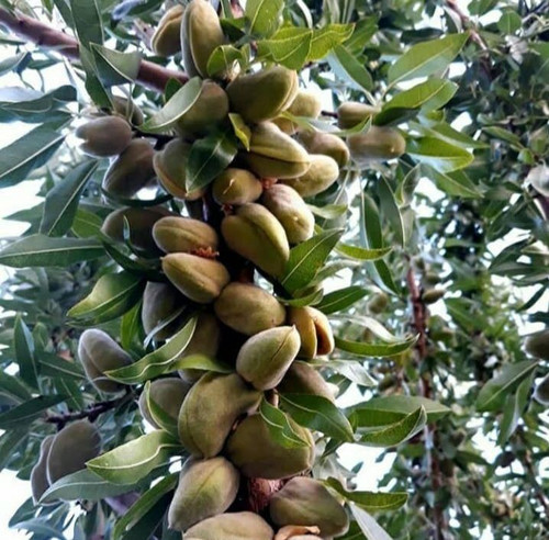 بادام دیر گل و زود بازده