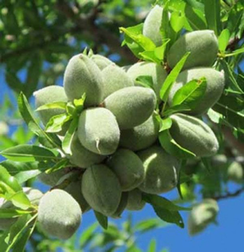 یکی از بهترین ارقام بادام