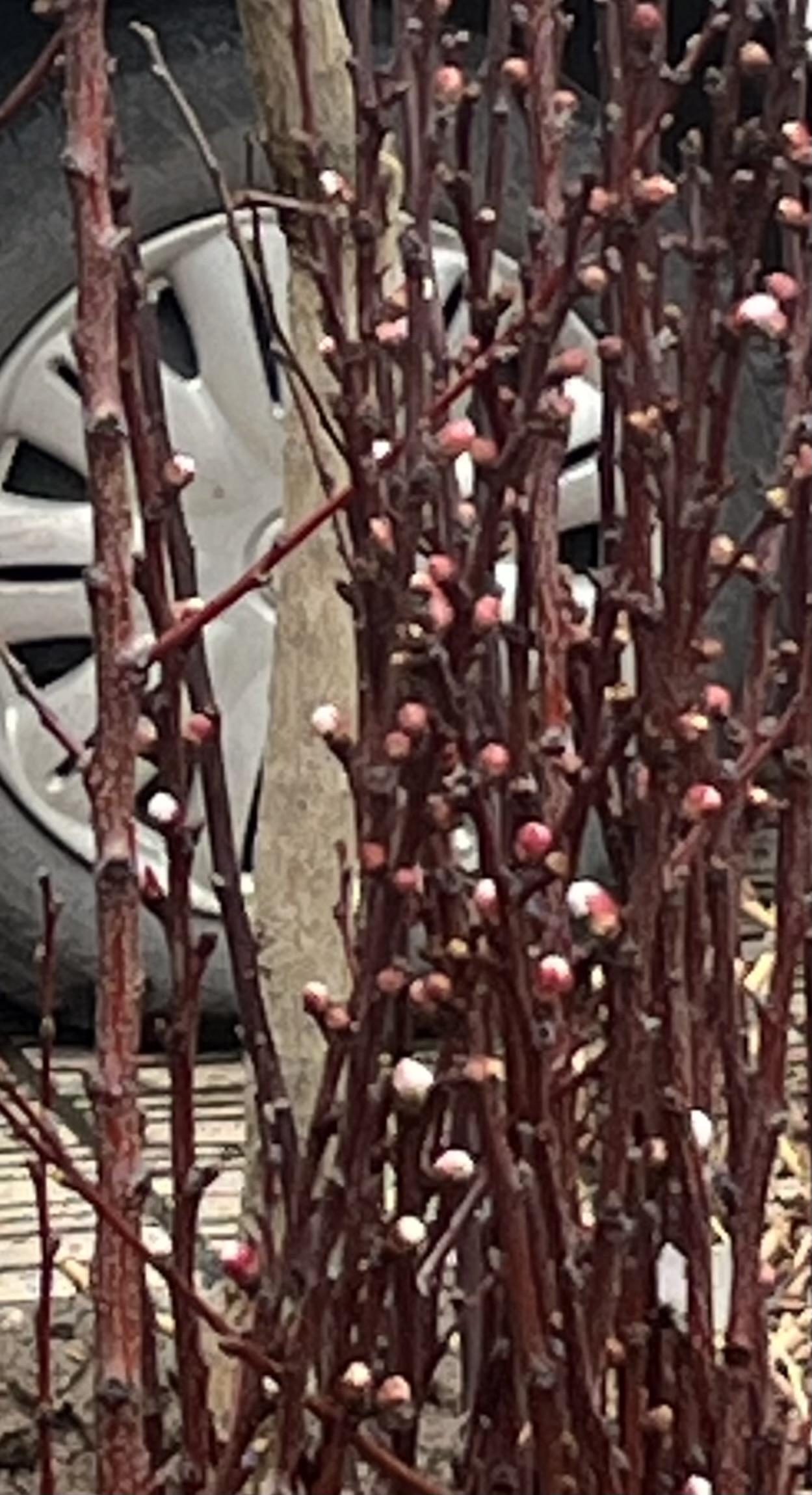 بهترین رقم و با کیفیت ترین رقم زرد آلو