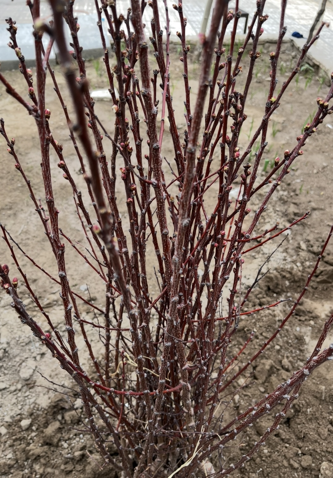 بهترین رقم و با کیفیت ترین رقم زرد آلو