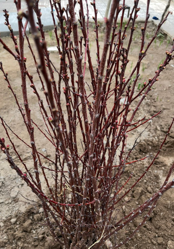 بهترین رقم و با کیفیت ترین رقم زرد آلو