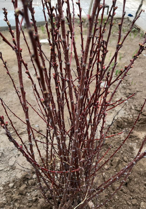 بهترین رقم و با کیفیت ترین رقم زرد آلو