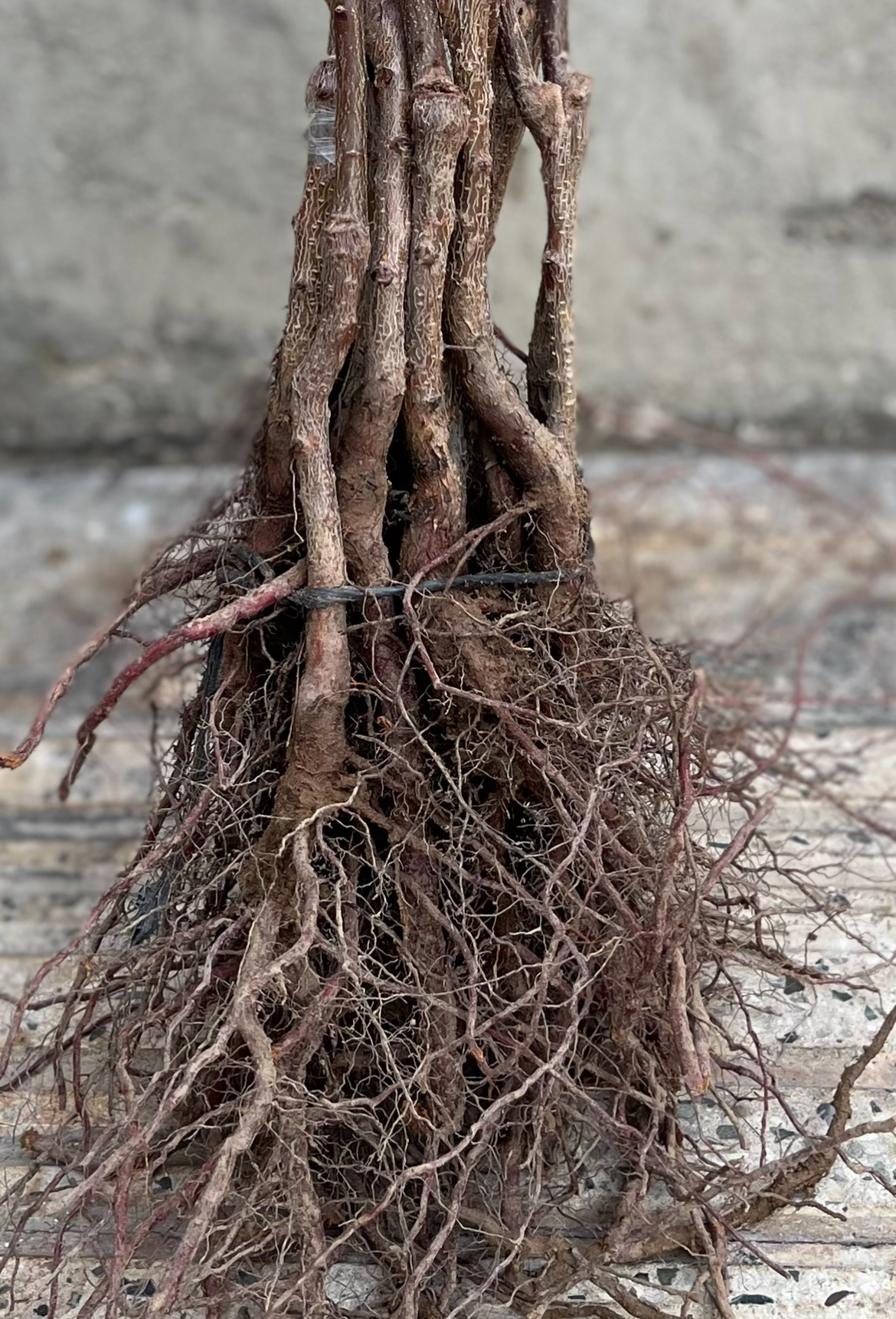 گوجه سبز برغان