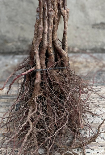 گوجه سبز برغان