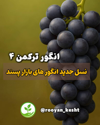 نهال انگور ترکمن4 دو تا سه ساله سالم و ریشه دار اماده کاشت برای باغ شما
