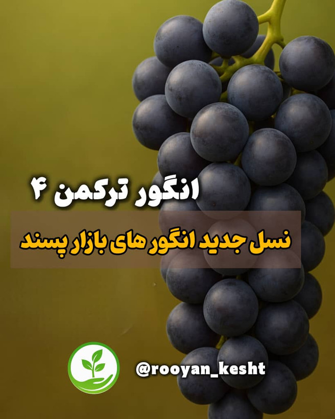 نهال انگور ترکمن4 دو تا سه ساله سالم و ریشه دار اماده کاشت برای باغ شما