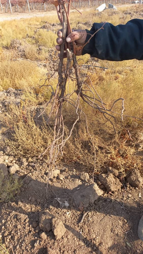 نهال انگور ترکمن با ریشه های قوی و آماده رشد سریع