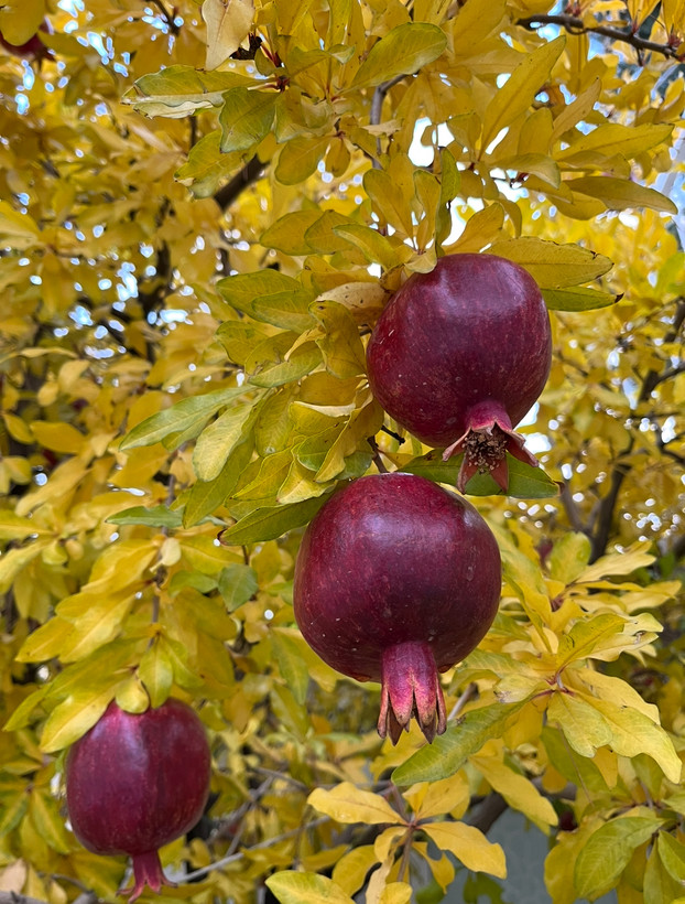 انار دانه سیاه ابدار