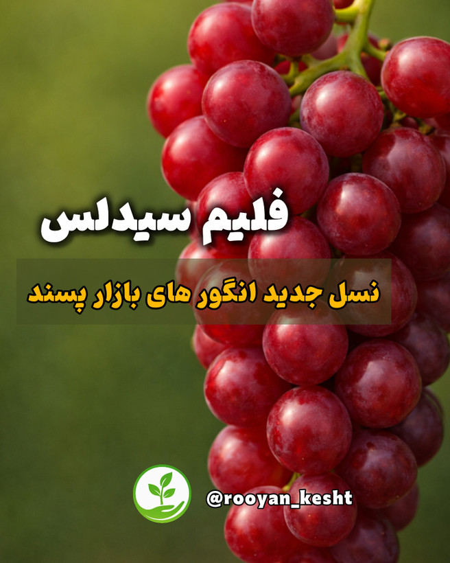 محبوب ترین انگور بدون هسته