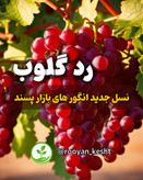 نسل جدید انگور های بازار پسند