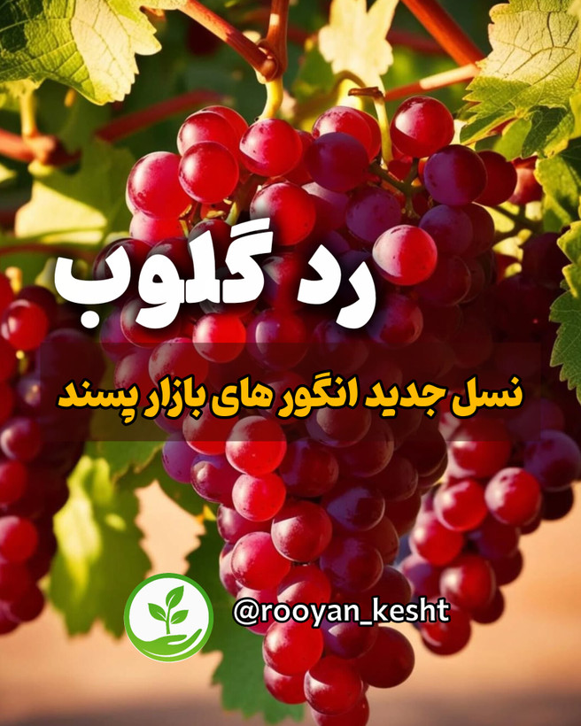 نسل جدید انگور های بازار پسند