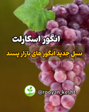 نسل جدید انگورهای بازار پسند