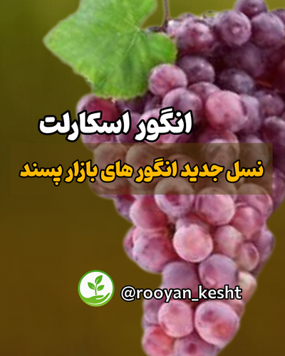 نسل جدید انگورهای بازار پسند