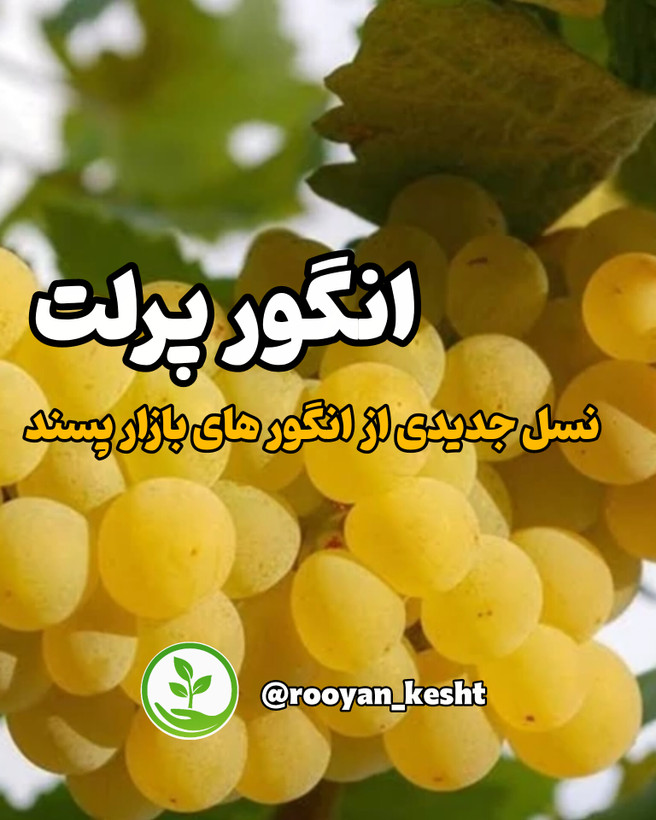 نسل جدیدی از انگورهای بازار پسند