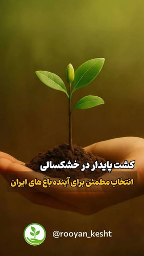 نهال پسته زرندی