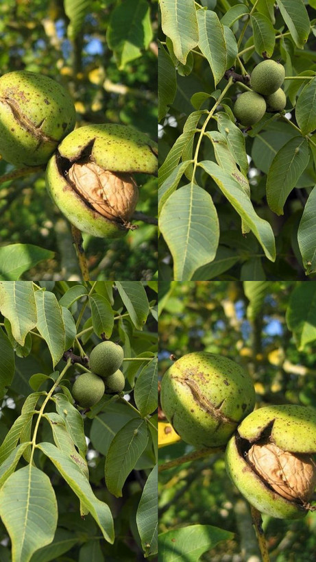 فروش نهال گردو دوساله فرنور