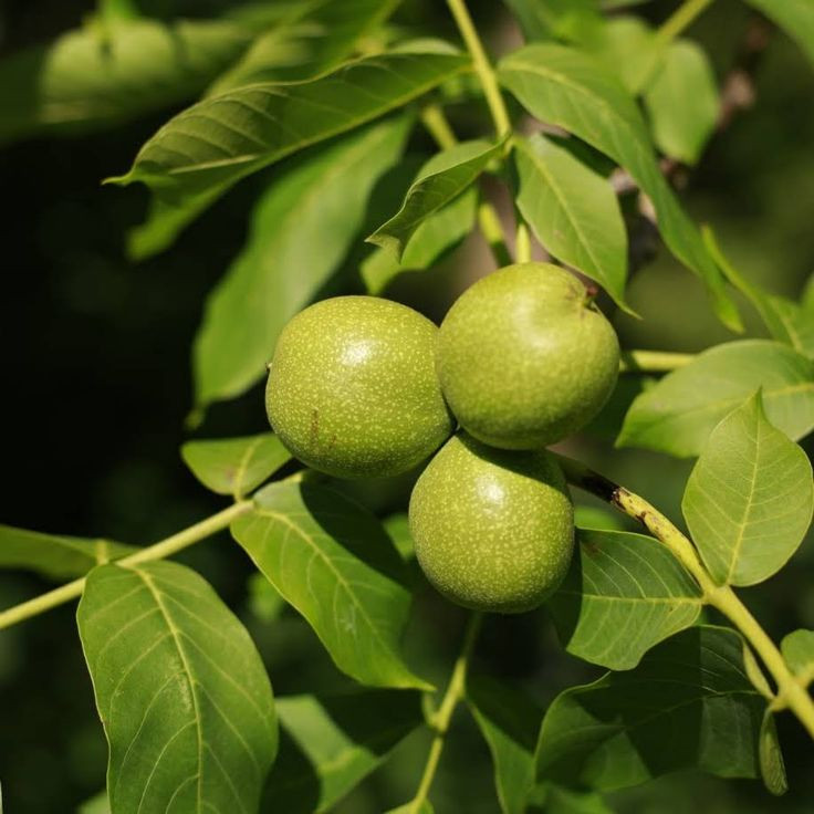 فروش گردو دوساله