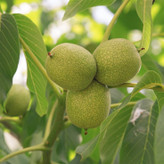فروش گردو پیوندی دوساله چندلر