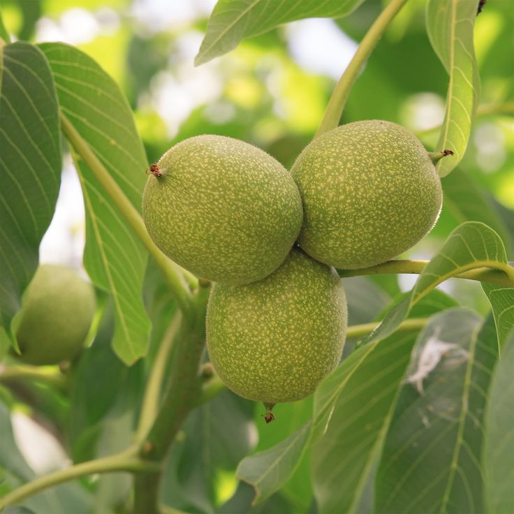 فروش گردو پیوندی دوساله چندلر