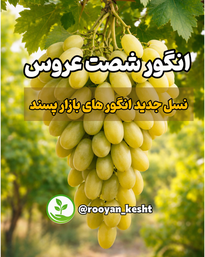 قیمت انگور صادراتی شصت عروس