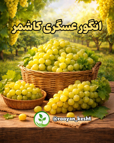 نهال انگور عسگری کاشمر