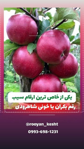 سیبی با انتی اکسیدان بسیار بالا