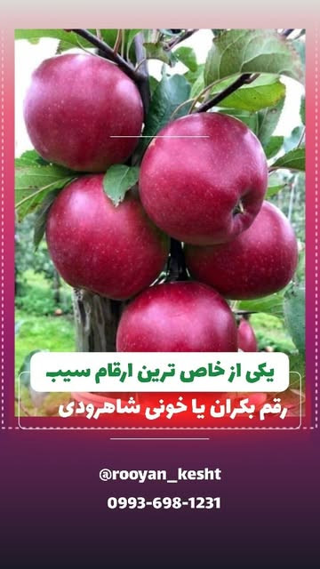 سیبی با انتی اکسیدان بسیار بالا