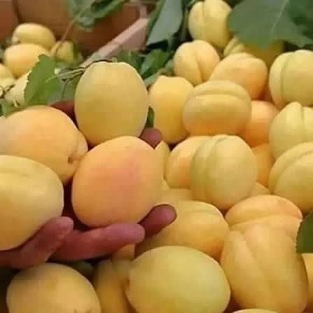 بهترین طعم زرد الو