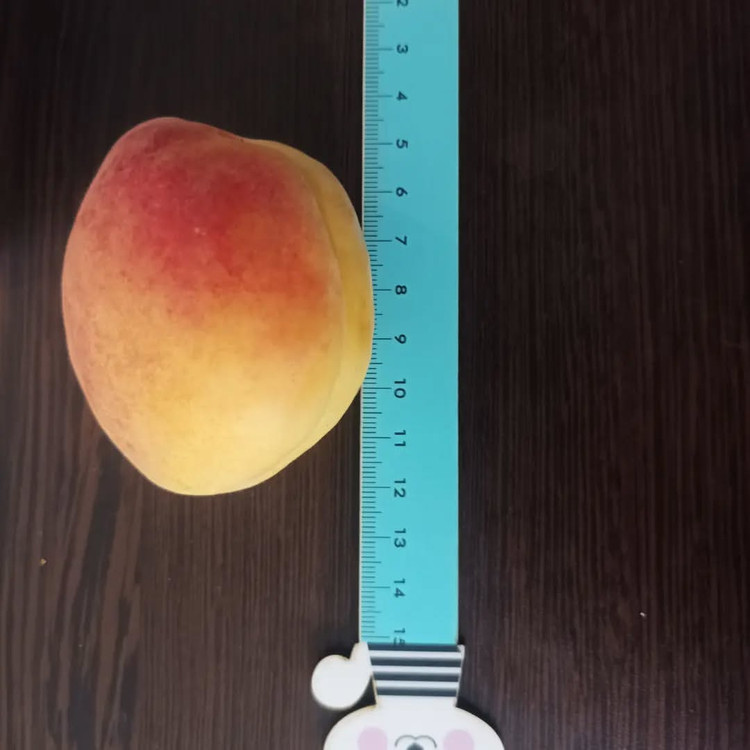 پربار با میوه های درشت