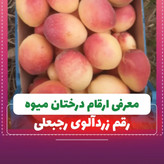 زرد الوی دیر گل با انبارمانی بالا