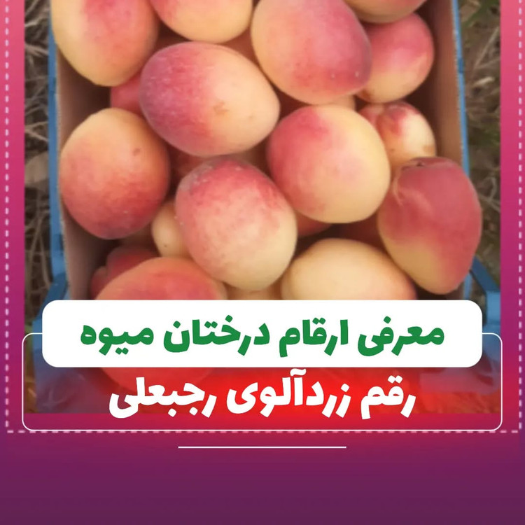 زرد الوی دیر گل با انبارمانی بالا