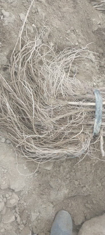 ریشه پر با گیرایی بالا