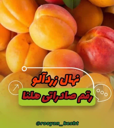 رقم زرد آلوی برتر ایران