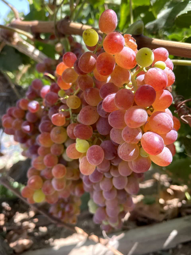 یک رقم انگور خاص