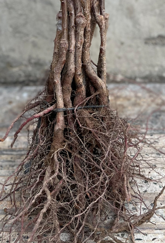 زینهای عالی برای باغداران مناطق سردسیر و معتدل است که به دنبال باردهی بالا و طول عمر اقتصادی