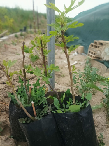نهال انجیر تازه خوری