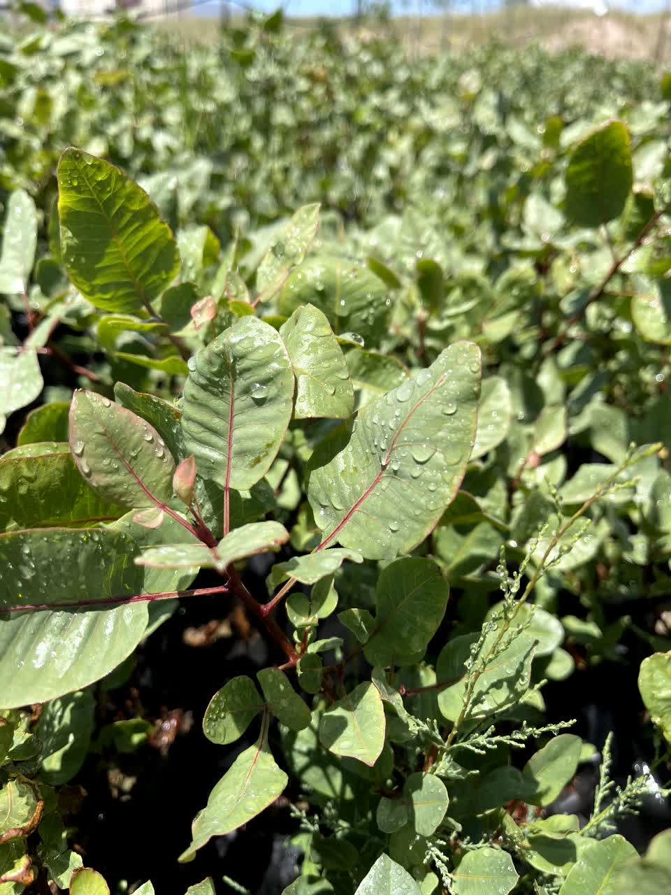 نهال انار (رقم رباب نیریز)